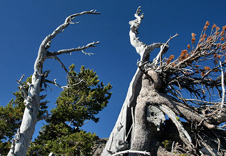 Ancient Whitebark pine grove on Lookout Mountain