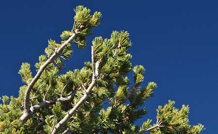 Whitebark pines have limber branches to withstand the elements