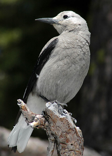 Clark's Nutcracker at Crater Lake (Wikimedia)