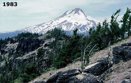 Healthy stands of Whitebark pine thrived on the south slope of Lookout Mountain in 1983