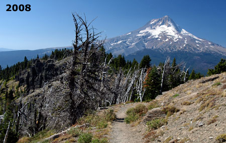 Over the past decade, almost the entire stand of Whitebark pine on the south slope has died