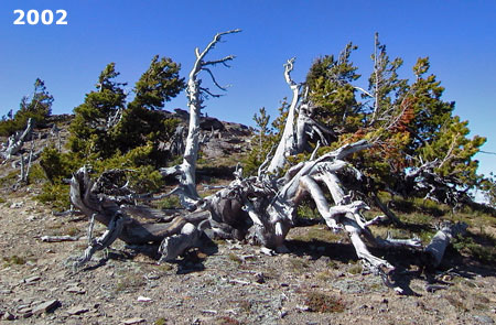 Whitebark patriarch near the summit of Lookout Mountain beginning to show stress in 2002