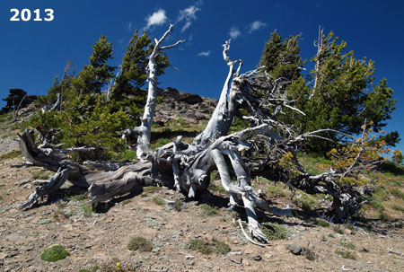 By 2013, only one of the ancient tree's five trunks is still alive, though healthy younger trees are growing nearby