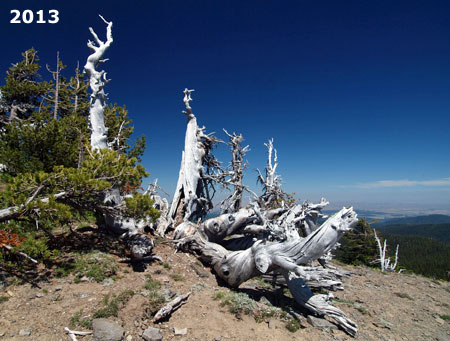 This profile view from 2013 shows significant dieback on the eastern trunk over the past decade (center)