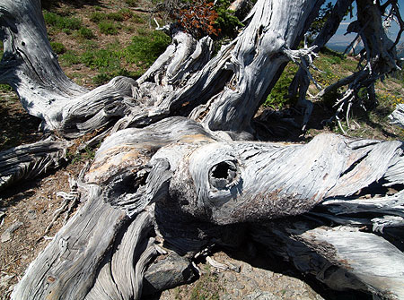 At its center, the patriarch Whitebark sprawls like an octopus, with five major trunks, each more than a foot in diameter