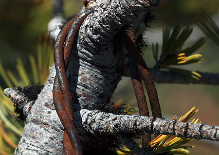 A rusty remnant from the days when a lookout tower stood on the mountain hangs on one of the living limbs of the patriarch Whitebark pine