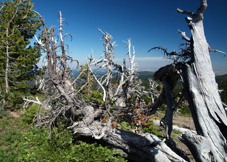 This view shows the north trunk of the Patriarch tree, thriving as recently as 2002, but now reduced to a thicket of dead shoots