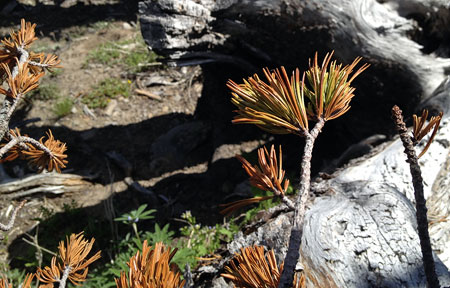 After centuries of growth, this dying cluster of limbs on the north trunk of the patriarch Whitebark marks the last sign of life on this trunk of the old tree, a startling reminder of how quickly our Whitebark pine forests are fading