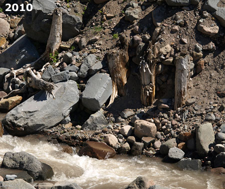 These stumps of trees snapped off by the 2002-03 debris flow have reappeared where the Muddy Fork has carved down to the original river level.