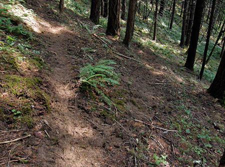 Game trail leading from Viento Creek to the bluff