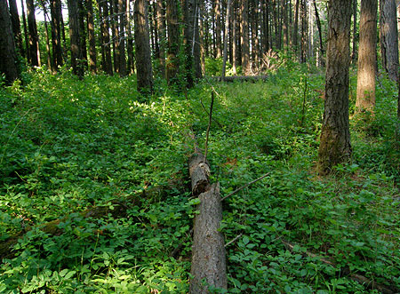 Poison Oak heaven in the saddle south of Viento Bluff!