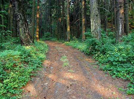 This service road would form the east leg of the West Bluff trail loop