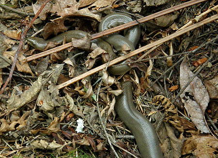 Seldom-seen rubber boa spotted along Viento Creek