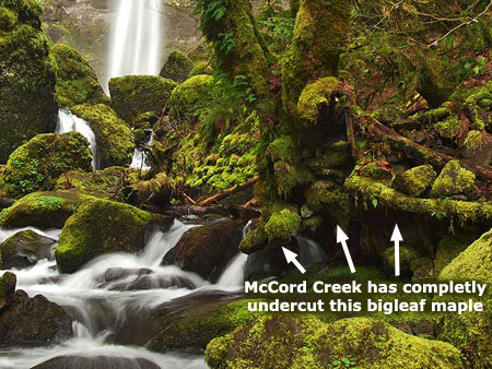 Change is coming to this maple along McCord Creek