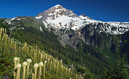 July: beargrass bloom in the hanging meadows above the Muddy Fork