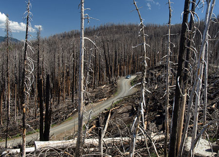 Cloud Cap Road in 2010: salvage logging slash lines the road two years after the Gnarl Fire swept through in August 2008
