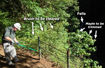 The task at hand: trim overgrown brush and maple limbs