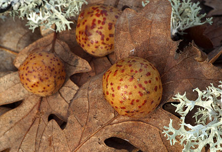Oak galls are formed by wasp larvae, and are common on Oregon white oak leaves