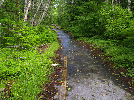 Vestige of better days: ferns and moss are gradually erasing the long-abandoned original loop highway on Laurel Hill