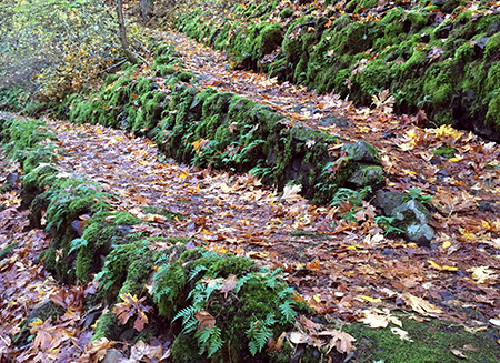 Legacy of the CCC - rustic stone retaining walls like these are found throughout the hike