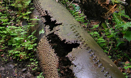 Myron Kelly's sturdy penstock pipes still survive along the upper trail