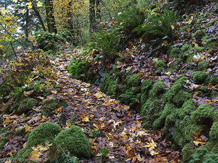 This pretty section of the original CCC trail is now bypassed, but fun to explore
