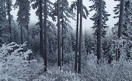 February features a frosty forest on the slopes of Mt. Defiance