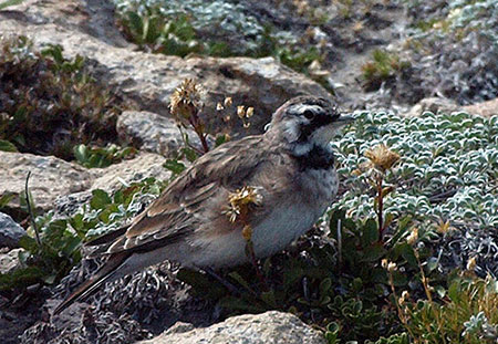 Horned lark at Cooper Spur