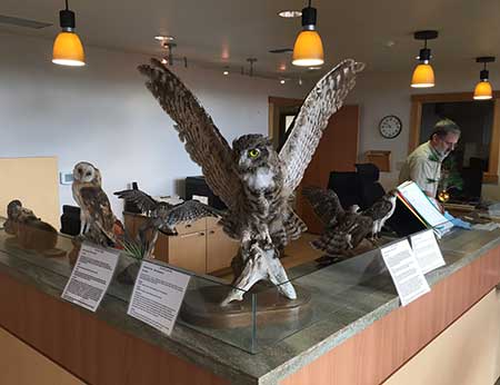 Owls on display at the front desk