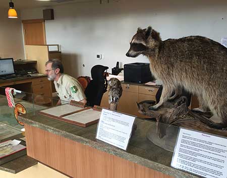 Guard raccoon is on duty 24/7…