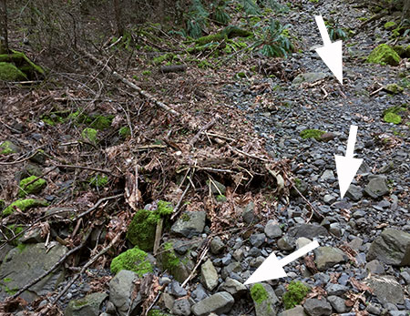The flood path from the briefly reborn falls cleared leaf debris as shown by the arrows in this photo…
