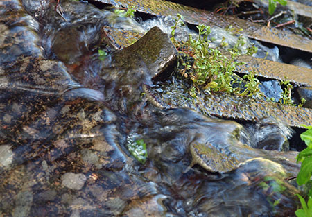 The steel beams that make up the weir are also coming loose from their foundation as the concrete diversion dam deteriorates with time