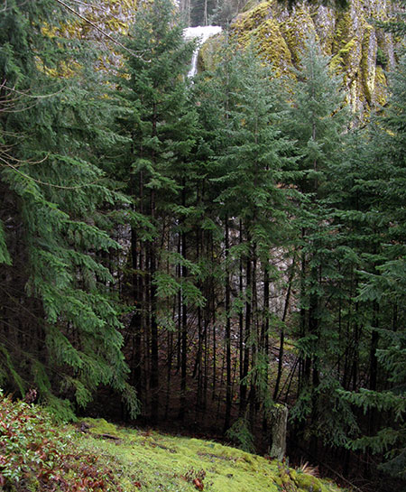 An unusual view of Warren Creek topping its weir and overflowing into its natural falls (visible behind the trees)