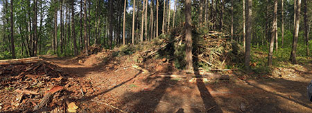 Selective thinning at the Punchbowl Park site