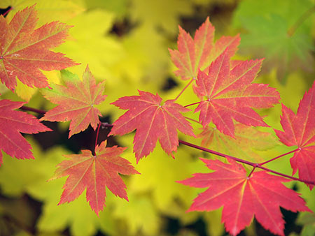 Vine maple colors range from pale yellow (in shade) to bright crimson (in full sun)