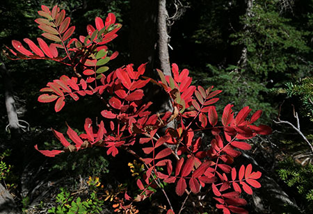 Like vine maple, mountain ash fall colors range from light yellow to brilliant red, based on sun exposure