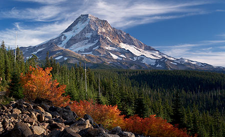 Cool mountain nights and bright, sunny days set these vine maple ablaze on Mount Hood's Vista Ridge