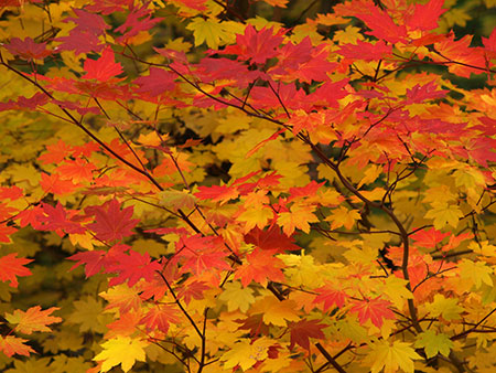 Brilliant vine maple along the Clackamas River Trail