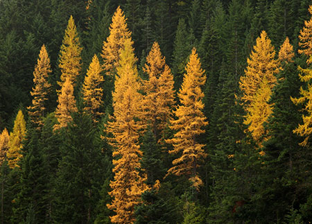 Whole mountainsides around Lookout Mountain light up with western larch turning in mid-to-late October