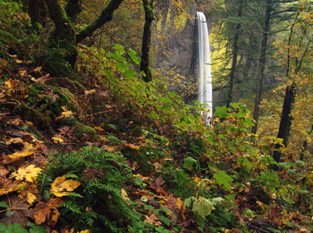 The Latourell Falls loop trail still has some color in early November