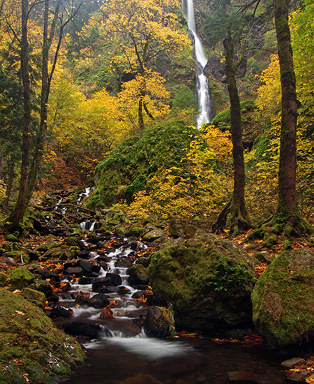 Bigleaf and vine maple put on a reliable show at Starvation Creek Falls in October