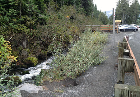 Camp Creek suffers from its close, unprotected proximity to Highway 26 and the Mirror Lake Trail parking.