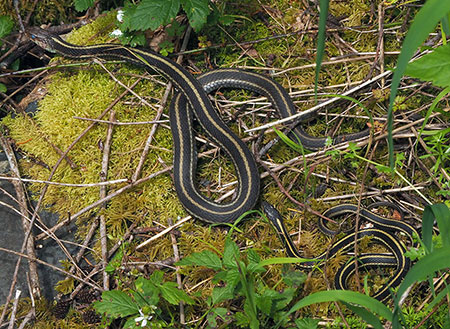 04bCalendarTannerCreek