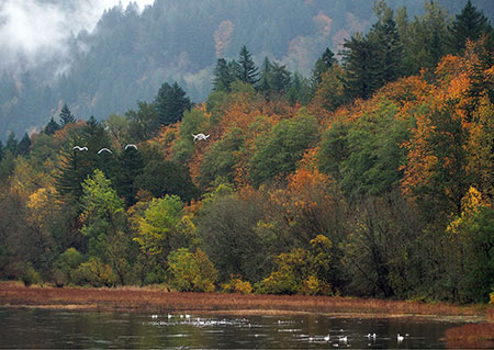 11aCalendarMirrorLakeWaterfowl