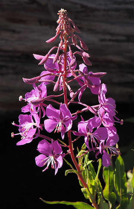 Fireweed03