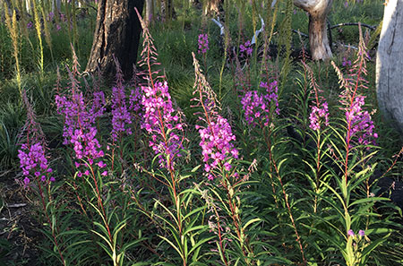 Fireweed07