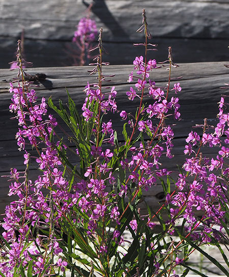 Fireweed08