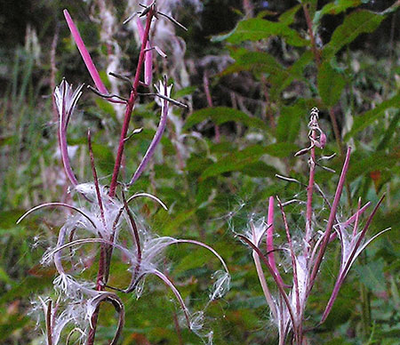 Fireweed09