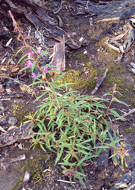 Fireweed11
