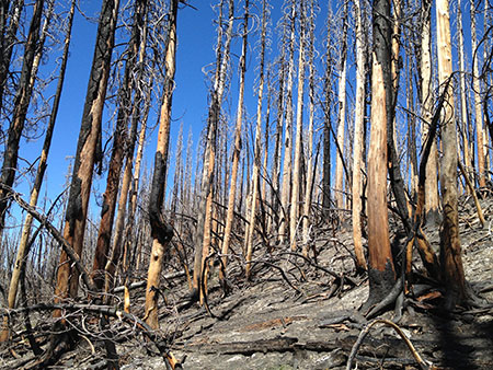 dollarfirefiveyears07